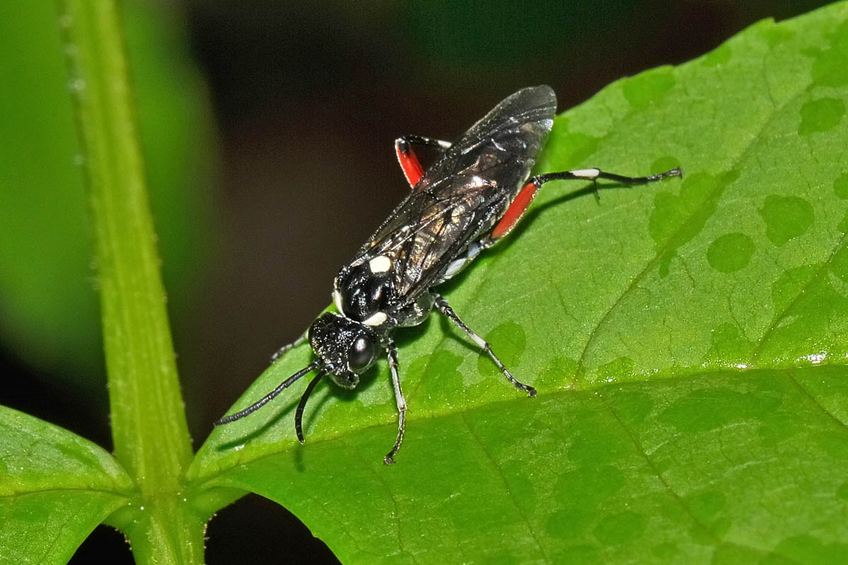 Tenthredinidae N 13 Macrophya punctumalbum?